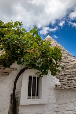 Alberobello 'daki truli evlerinin yanında üzüm yetişiyor.