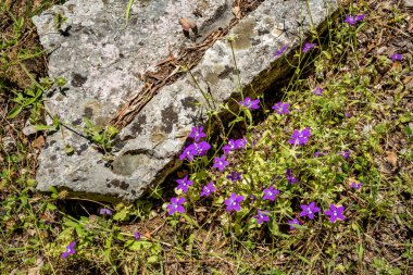 Arnavutluk 'taki Butrint Ulusal Parkı Arkeoloji Harabeleri