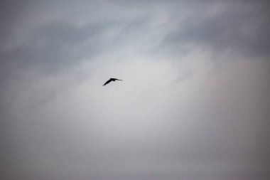 Gökyüzünde uçan kartal silueti