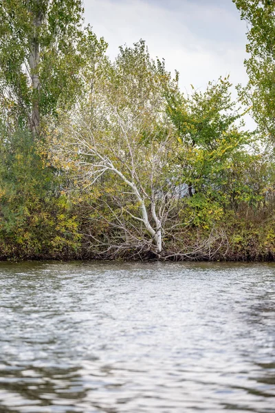 Árbol de álamo sin hojas en la orilla del lago — Foto de Stock