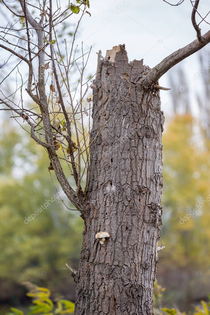 Dead poplar tree trunk close-up and tiny mushroom