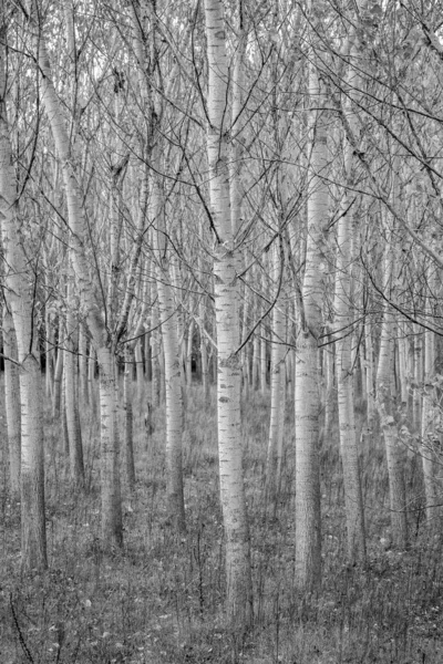Εξέλιξη δέντρων, οπτική της φύσης, λεύκες — Φωτογραφία Αρχείου