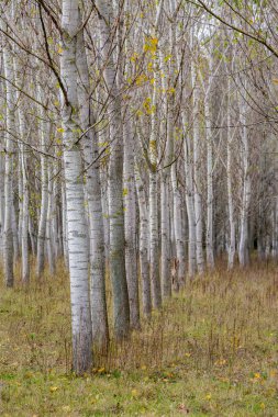 Ağaç ilerlemesi, doğa perspektifi, kavak ağaçları