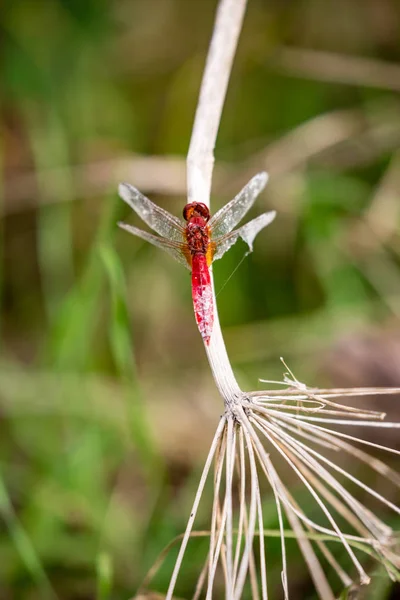 Red dragon fly rests on dry straw green background — Stock Photo, Image