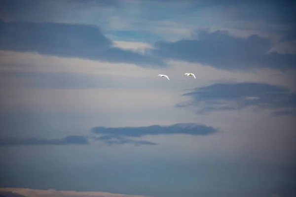 Dramatischer Himmel und zwei Silberreiher im Flug — Stockfoto