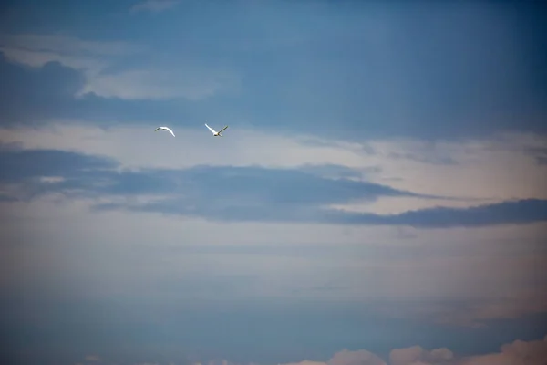 Cielo dramático y dos grandes garzas blancas en vuelo — Foto de Stock