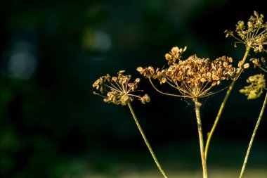 Sonbahar kurutulmuş çiçek tohumları seçici odak noktası