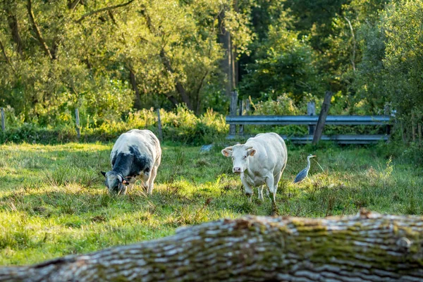 Vaches bleues belges, race de viande, dans la journée ensoleillée — Photo