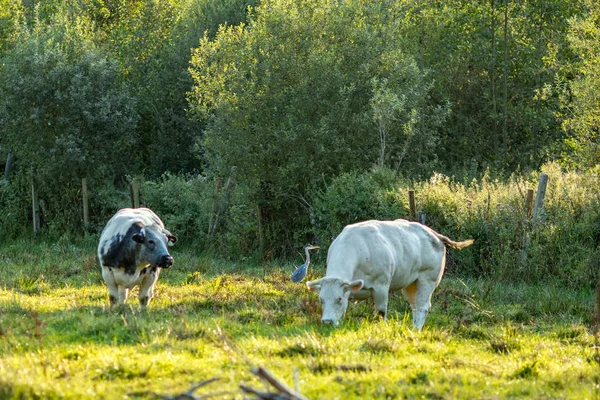 Vaches bleues belges, race de viande, dans la journée ensoleillée — Photo