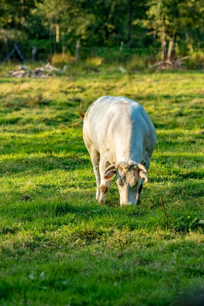 Belgische blaue Kuh, Fleischrasse — Stockfoto