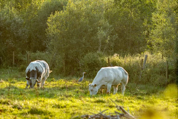 Vaches bleues belges, race de viande, dans la journée ensoleillée — Photo