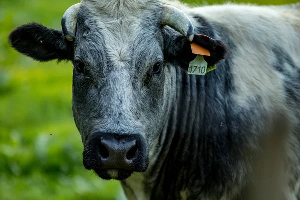 Vache bleue belge, race de viande — Photo