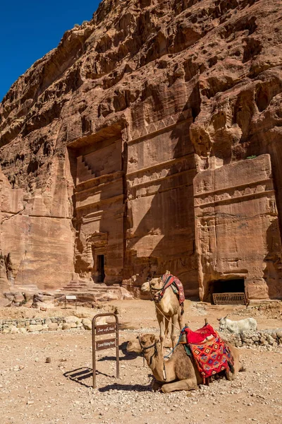 Two camels waiting at the Camel Riding Point at the scenery Street of Facades under the beautiful sunny day at Petra ancient religious complex and tourist attraction, Hashemite Kingdom of Jordan