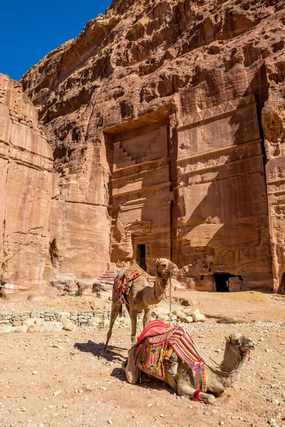 Két Teve Vár Camel Riding Point Táj Street Facades Alatt — Stock Fotó