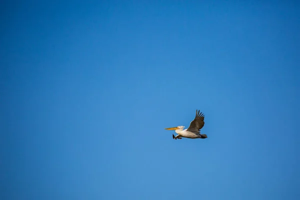 Increíble pelícano volando con gran envergadura de alas — Foto de Stock