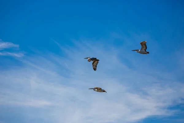 Increíble pelícano volando con gran envergadura de alas — Foto de Stock