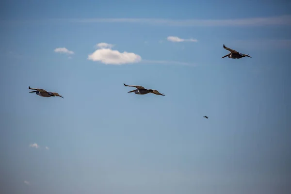 Increíbles pelícanos volando con grandes alas — Foto de Stock