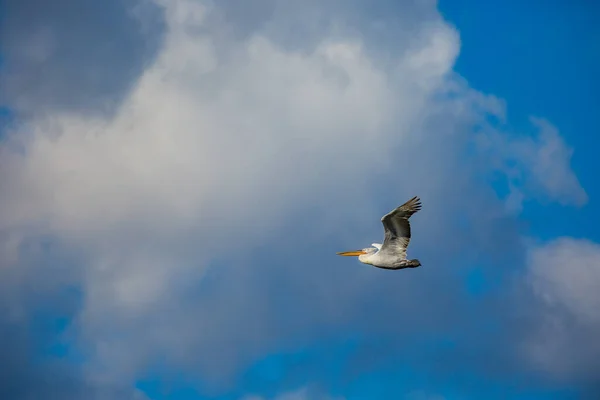 Increíble pelícano volando con gran envergadura de alas — Foto de Stock