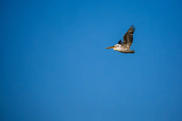 Incrível pelicano voando com grande extensão de asas — Fotografia de Stock