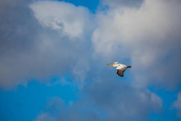 Increíble pelícano volando con gran envergadura de alas — Foto de Stock