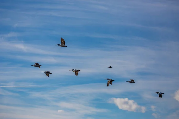 Increíbles pelícanos volando con grandes alas — Foto de Stock
