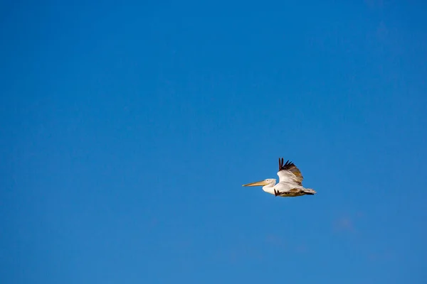 Increíble pelícano volando con gran envergadura de alas — Foto de Stock