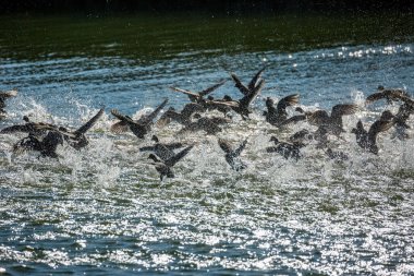 Ördek sürüsü su püskürterek havalanıyor.