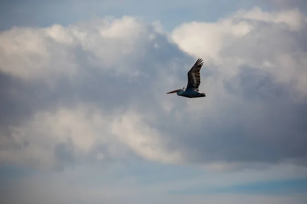 Increíblemente Hermoso Gran Dálmata Solo Pelícano Volando Con Gran Envergadura — Foto de Stock