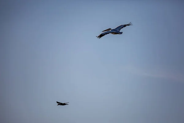 Удивительно Красивый Большой Далматинский Одинокий Пеликан Летающий Большим Пролетом Крыльев — стоковое фото