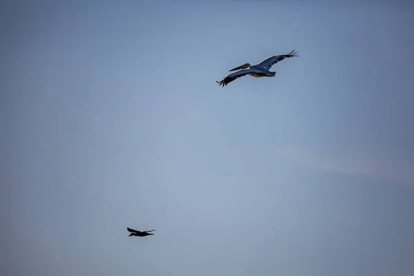 Amazingly Beautiful Big Dalmatian Single Pelican Flying Big Span Wings — Stock Photo, Image