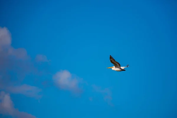 Increíblemente Hermoso Gran Dálmata Solo Pelícano Volando Con Gran Envergadura — Foto de Stock