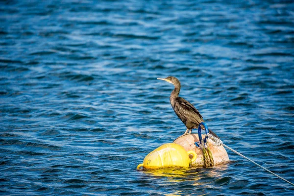 ギリシャ北部のファナリ村の港に浮かぶブイの上に ひまわりの一羽の鵜の鳥が腰を下ろしている 晴れた晩秋の午後 野生動物の写真を旅行 — ストック写真