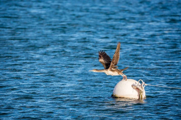 Úžasný Okamžik Zamrzání Jednoho Kormoránského Ptáka Vznášejícího Plovoucí Bóje Přístavu — Stock fotografie