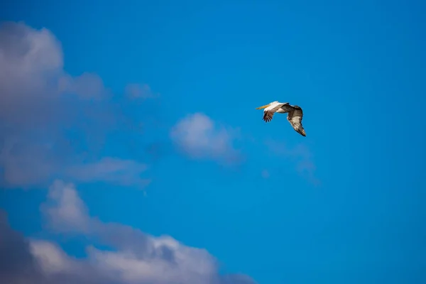 Increíblemente Hermoso Gran Dálmata Solo Pelícano Volando Con Gran Envergadura — Foto de Stock