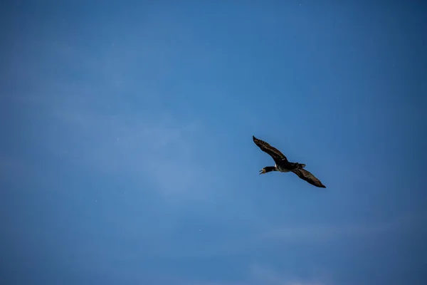 Hermoso Cormorán Grande Que Vuela Con Una Gran Extensión Alas — Foto de Stock