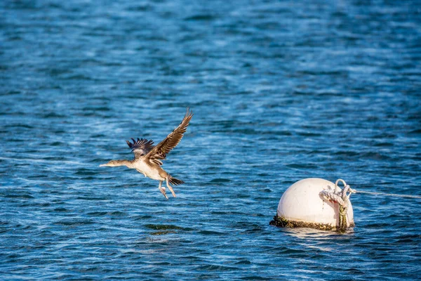 Incrível Momento Congelado Único Pássaro Corvo Tirando Bóia Flutuante Porto — Fotografia de Stock