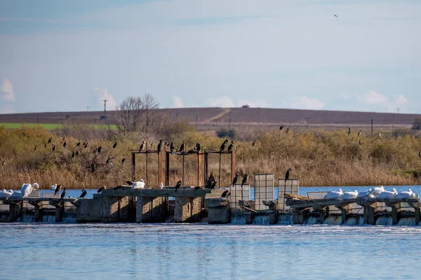 Varios Pelícanos Cormoranes Descansan Dique Del Lago Vistonida Porto Lagos — Foto de Stock