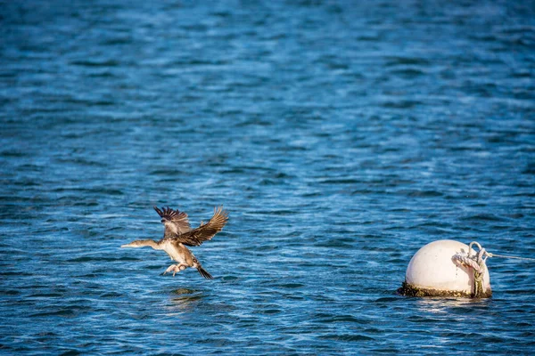 Amazing Frozen Moment Single Cormorant Bird Taking Floating Buoy Port — Foto de Stock