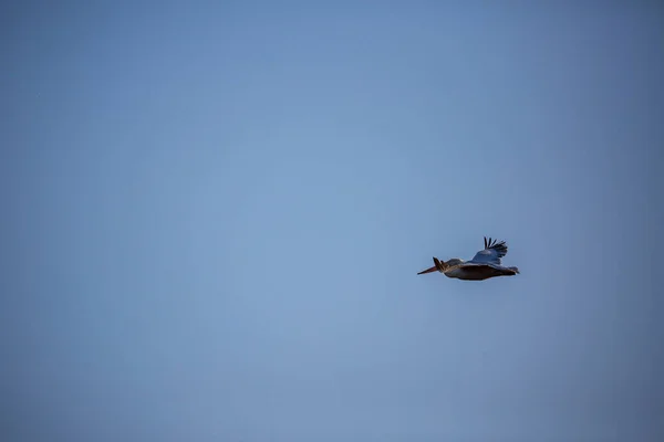 Incrivelmente Belo Grande Dálmata Único Pelicano Voando Com Grande Extensão — Fotografia de Stock