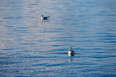 Martı kuşu yüzer, sakin Vistonida gölü mavi suyu, Porto Lagos, Xanthi bölgesi, Kuzey Yunanistan, kontrast görüntüsü, güzel doğa, vahşi yaşam anı. Arka planda başka bir hayvanın bulanık silueti