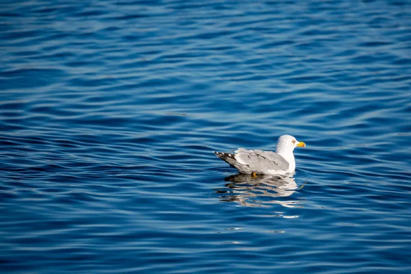 Seagull bird is floating on calm Vistonida lake blue water, Porto Lagos, Xanthi region in Northern Greece, contrast image, beautiful nature, wildlife moment
