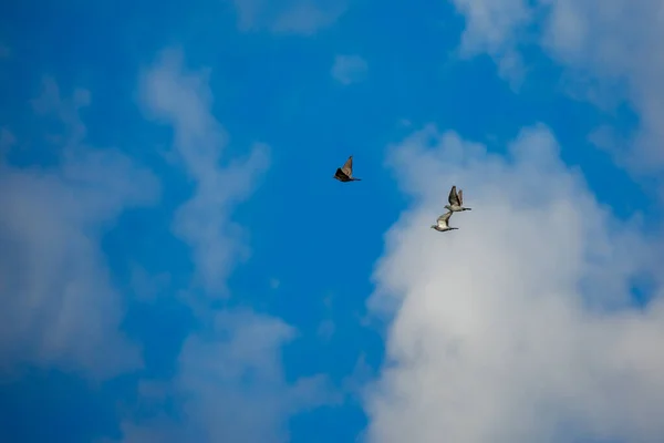 Hermoso Grupo Tres Palomas Volando Con Una Gran Extensión Alas — Foto de Stock