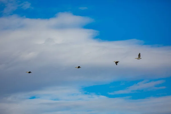 Sorprendentemente Hermoso Grupo Cuatro Grandes Pelícanos Dalmacia Volando Con Una — Foto de Stock