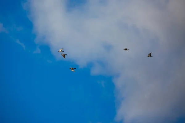 Palomas volando en formación — Foto de Stock