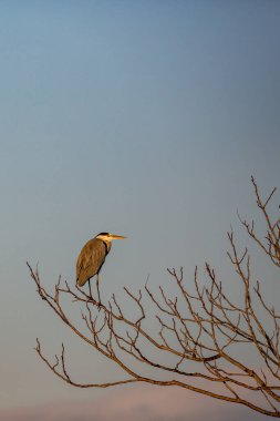 Balıkçıl yapraksız dala dayanır, Yunan doğası