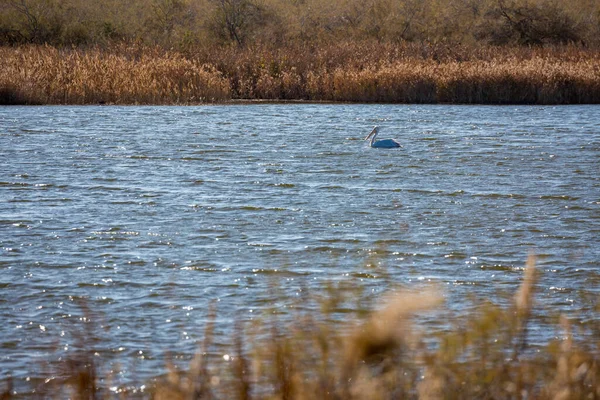 Grote witte pelikaan drijvend op het water — Stockfoto