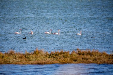 Flamingolar suda yüzüyor.