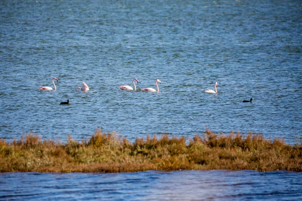 Фламинго плавают по воде — стоковое фото