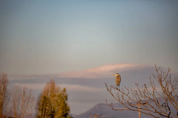 Heron rests on leafless branch, Greek nature — Stock Photo, Image