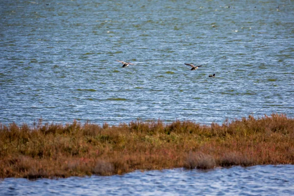 Quelques canards volant au-dessus de l'eau — Photo
